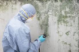 Best Environmental Consulting for Mold Prevention  in Bee Cave, TX